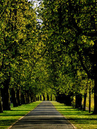 Footpath amidst trees in park