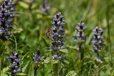 Close-up of purple flowering plants on field