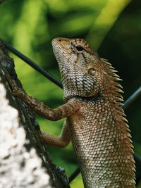 A type of lizard climbing up a fence