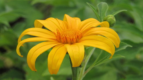 Close-up of yellow flowering plant