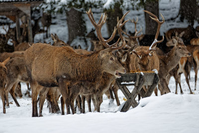 Deer on snow covered field