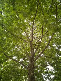 Low angle view of trees in forest