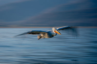 Bird in lake