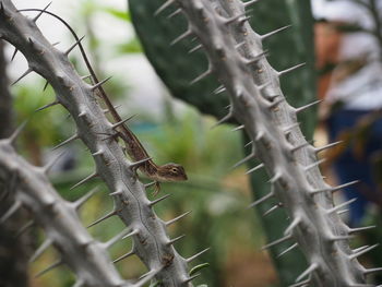 Close-up of lizard on tree