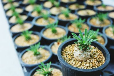 High angle view of potted plants on table