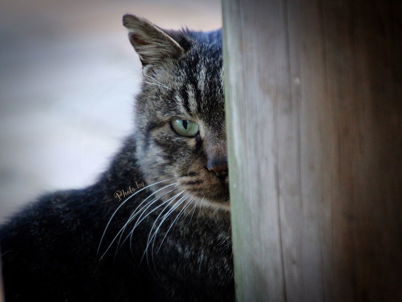 one animal, animal themes, domestic cat, cat, pets, feline, domestic animals, mammal, whisker, close-up, animal head, focus on foreground, looking away, indoors, animal eye, alertness, portrait, staring, animal body part, selective focus