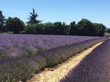 Scenic view of field by trees against sky