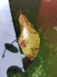 Close-up of dry leaf on water