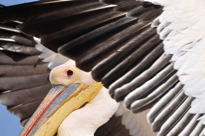 Close-up of pelican spreading wings