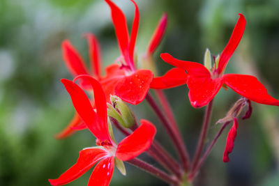 Close-up of red flowers blooming outdoors