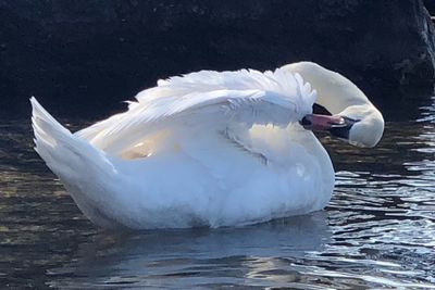 White swan swimming in lake