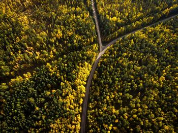 Full frame shot of yellow plants