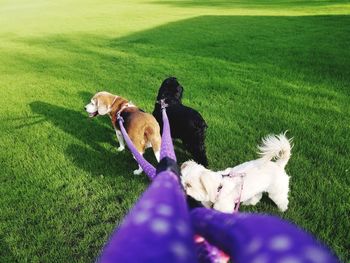 Dog relaxing on field