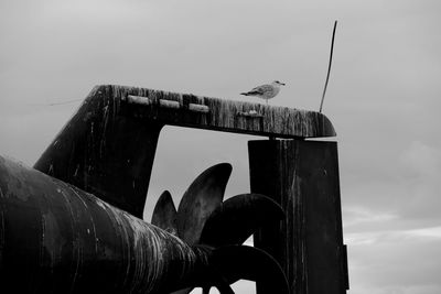 Side view of bird against the sky