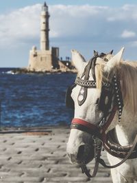 Close-up of horse by sea against sky