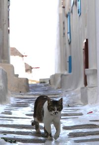 Cat sitting in a building