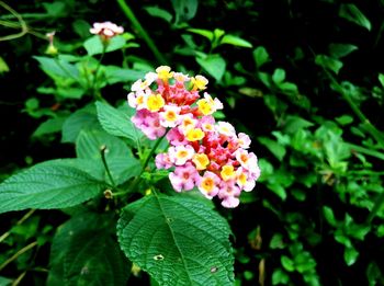 Close-up of pink flowers blooming outdoors