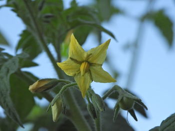 Close-up of yellow flowering plant