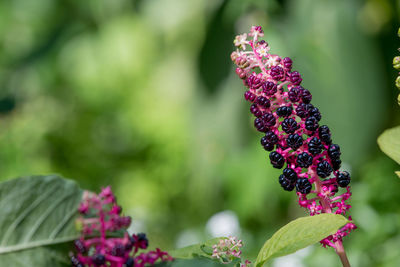 Close-up of fruits growing on tree