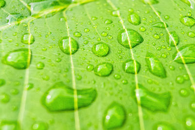 Full frame shot of raindrops on green leaves