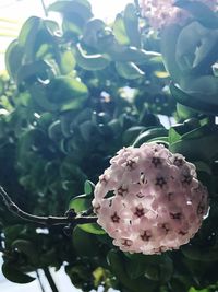 Close-up of flower blooming on tree