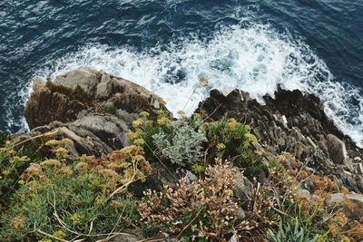 Close-up of sea shore