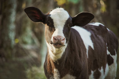 Portrait of cow standing on field