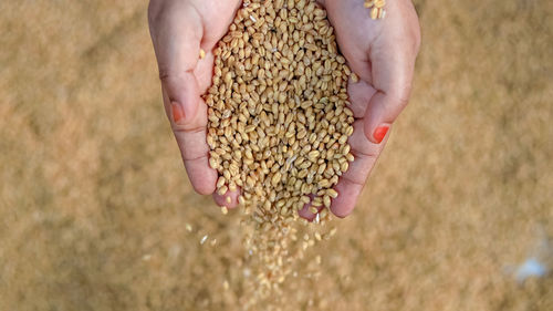 Close-up of hand holding corn