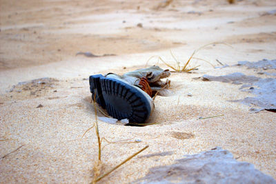 Close-up of crab on sand