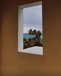 Close-up of palm tree against sky