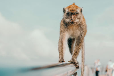 Monkey standing on railing against sky