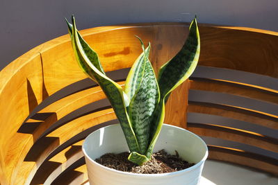 High angle view of potted plant on table