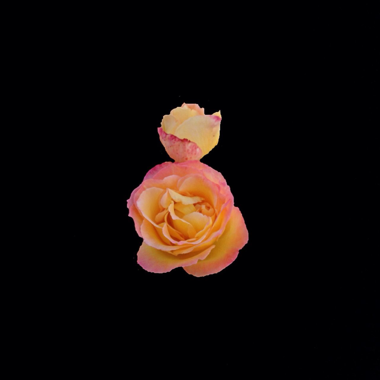 flower, petal, studio shot, flower head, freshness, black background, fragility, beauty in nature, single flower, rose - flower, close-up, copy space, nature, growth, rose, blooming, plant, in bloom, blossom, no people