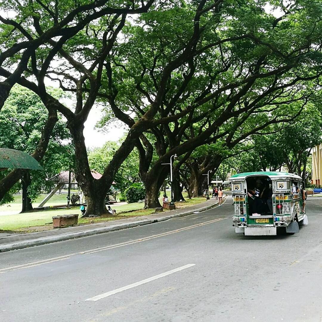 VEHICLES ON ROAD BY TREES