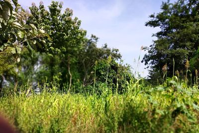 Surface level of trees on field against sky