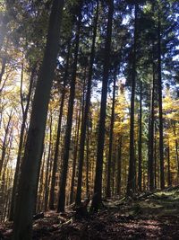 Trees in forest