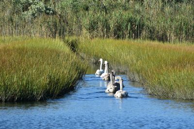 View of swan in lake