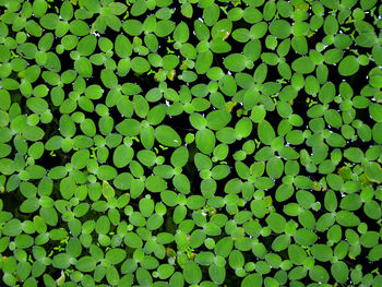 Full frame shot of leaves