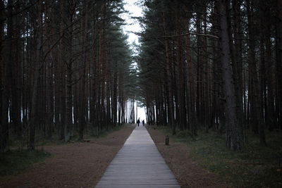 Footpath amidst trees in forest
