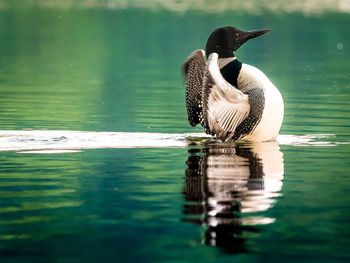 Duck swimming on lake