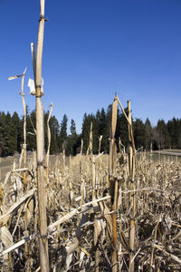 Fence on field against clear sky