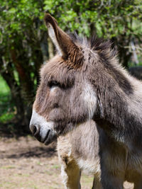 Close-up of a horse