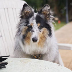 Close-up of shetland sheepdog blue merle 