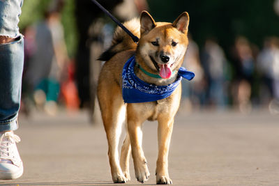 Portrait of dog standing outdoors