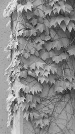 Close-up of autumn leaves