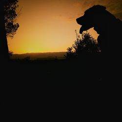 Silhouette trees at sunset