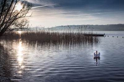 Sunrise at the lake of murten in april with fog on the water and a swan