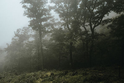 Trees in forest against sky