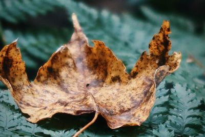 Close-up of dried autumn leaves