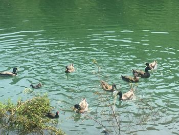 High angle view of ducks swimming in lake